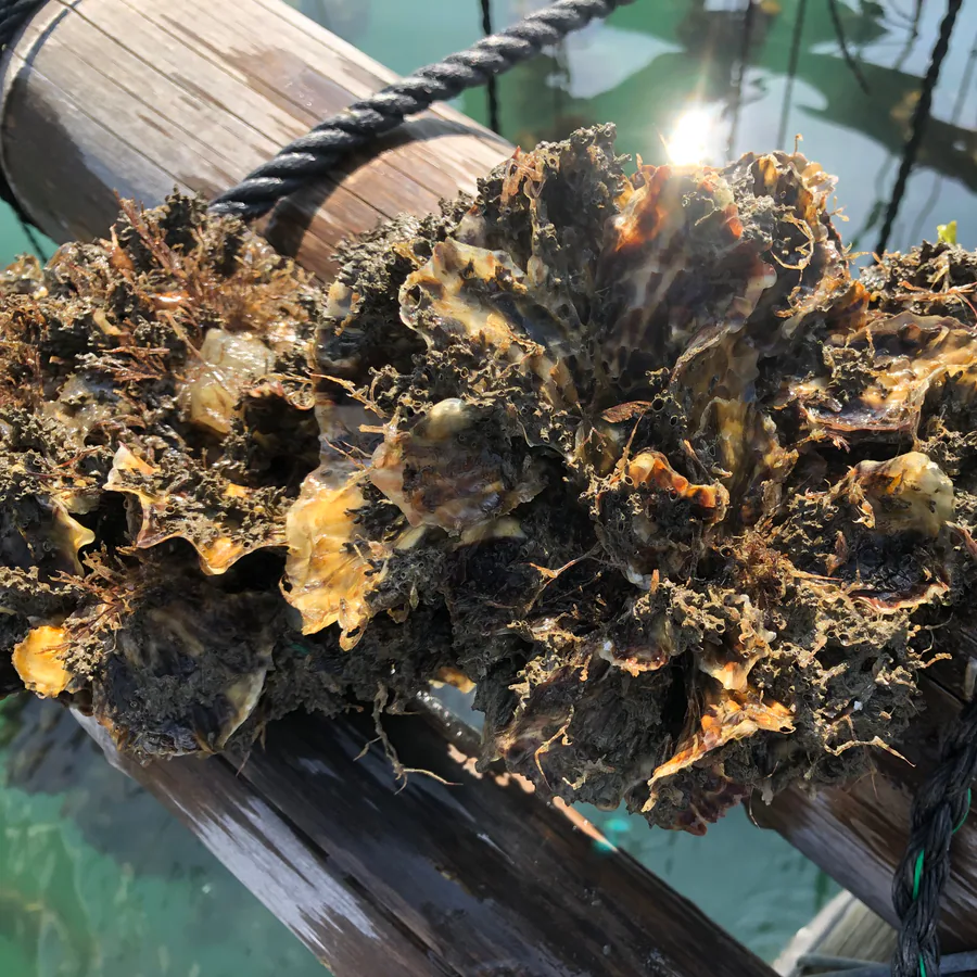 網で焼いている殻付き牡蠣