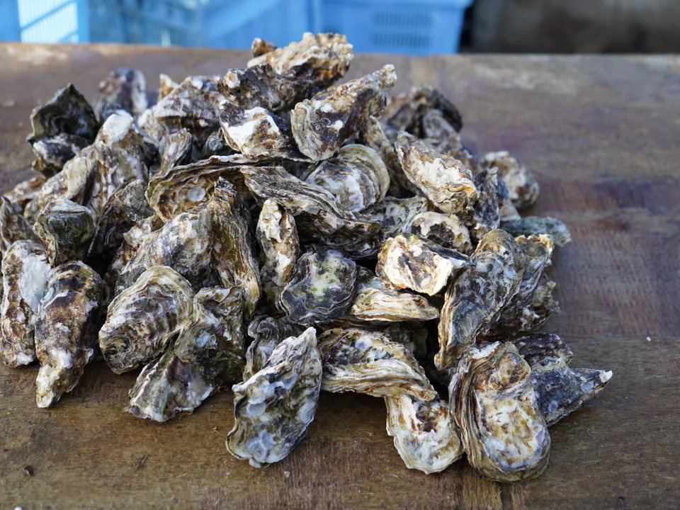 殻付き牡蠣5kgの量感イメージ